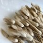 Dried Lagarus Bunny Tails Flower Bunch, thumbnail 3 of 3