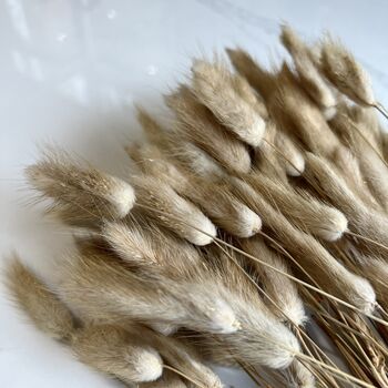 Dried Lagarus Bunny Tails Flower Bunch, 3 of 3