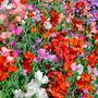 Sweet Pea 'Giant Cut Flower Mix' Three X 9cm Pots, thumbnail 2 of 4