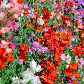 Sweet Pea 'Giant Cut Flower Mix' Three X 9cm Pots, 2 of 4