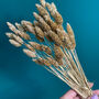Golden Luxe Dried Phalaris Grass | Letterbox Flowers, thumbnail 3 of 4