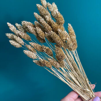 Golden Luxe Dried Phalaris Grass | Letterbox Flowers, 3 of 4