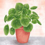 Chinese Money Plant Illustrated Print, thumbnail 5 of 5