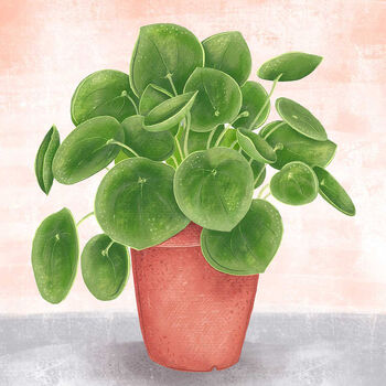 Chinese Money Plant Illustrated Print, 5 of 5