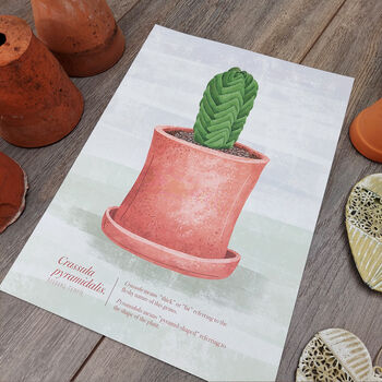 Buddha's Temple Plant Illustrated Print, 3 of 5