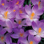 Crocus Whitewell Purple – 50 Or 100 Vibrant Purple Crocus Bulbs, thumbnail 2 of 2