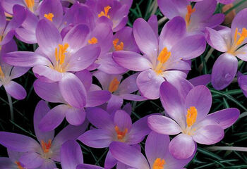 Crocus Whitewell Purple – 50 Or 100 Vibrant Purple Crocus Bulbs, 2 of 2