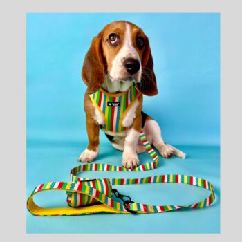 Multi Coloured Stripe Dog Harness, 4 of 4