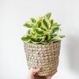 Houseplant Peperomia 'Obtusifolia' Full Plant 13cm Pot, thumbnail 4 of 5