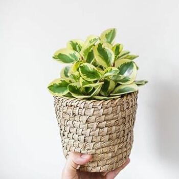 Houseplant Peperomia 'Obtusifolia' Full Plant 13cm Pot, 4 of 5