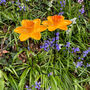 Set Of Two Daffodil Garden Ornament Bird Feeders In Cast Iron, thumbnail 2 of 6