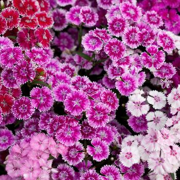 Flowering Plant Sweet William 'Roundabout Mix' 12 Pack, 5 of 7