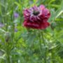 Poppy 'Pandora' Seeds, thumbnail 3 of 4