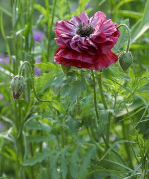 Poppy 'Pandora' Seeds, 3 of 4