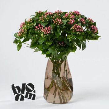 Cerise Pink Bouvardia Fresh Flower Bouquet, 2 of 2