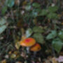 Short Guided Foraging Walk For Two In The South Downs, thumbnail 5 of 12