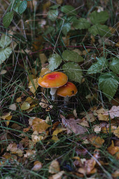 Short Guided Foraging Walk For Two In The South Downs, 5 of 12