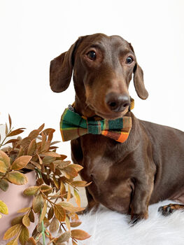 Squirrel Chaser Handmade Dog Bow Tie Autumn, 6 of 6