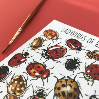 Ladybirds Of Britain Illustrated Postcard, 6 of 12