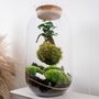 Diy Kokedama Terrarium Kit H: 42 Cm | 'Chamonix', thumbnail 1 of 12