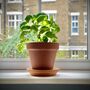 Grow Your Own Herbs 'Terracotta Herbs Kit', thumbnail 3 of 9