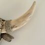 61cm Driftwood Bull Head With Horns Wooden Wall Decor, thumbnail 3 of 9