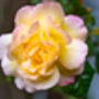 Hybrid Tea Rose 'Peace' One X Bare Rooted Plant, thumbnail 4 of 5