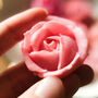 'Rose' Allure Traditional Thai Desserts, thumbnail 4 of 9