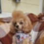 Little Pumpkin Bear Cub Dog Collar, thumbnail 6 of 8