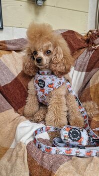 Little Pumpkin Bear Cub Dog Collar, 6 of 8