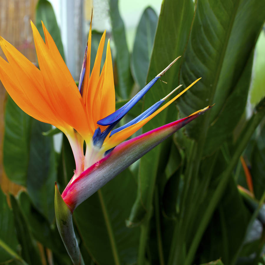Eco Grow Your Own Bird Of Paradise Plant Kit By Plants From Seed ...