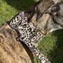 Martingale Collar In Leopard Print Design, thumbnail 7 of 8