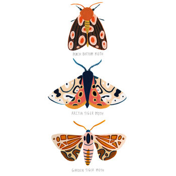 Moth Trio Art Print, 4 of 5