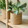 Seagrass Basket Plant Pot, thumbnail 1 of 3