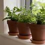 Grow Your Own Herbs 'Terracotta Herbs Kit', thumbnail 7 of 9