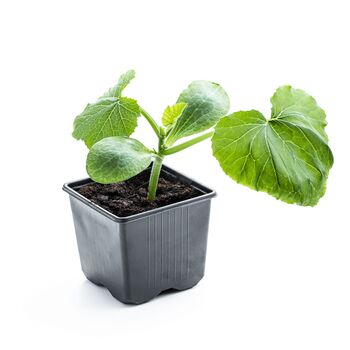 Melon Plant 'Ogen' One X Full Plant In A 9cm Pot, 3 of 4
