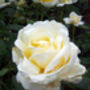 Rose Dear Margaret, Personalised Rose Gift, thumbnail 2 of 2