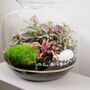 Diy Terrarium Kit With Plants | 'Malaga', thumbnail 6 of 12