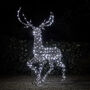 Xl Studley Rattan Stag Dual LED Light Up Reindeer, thumbnail 3 of 3