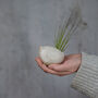 Bird Air Plant Holder In Off White, thumbnail 1 of 12