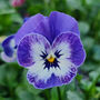 Flowers Viola 'Delf Blue' 20 X Plant Pack, thumbnail 5 of 5