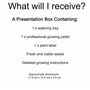 Gardening Gift. Grow Your Own Wisteria Bonsai Tree, thumbnail 5 of 6