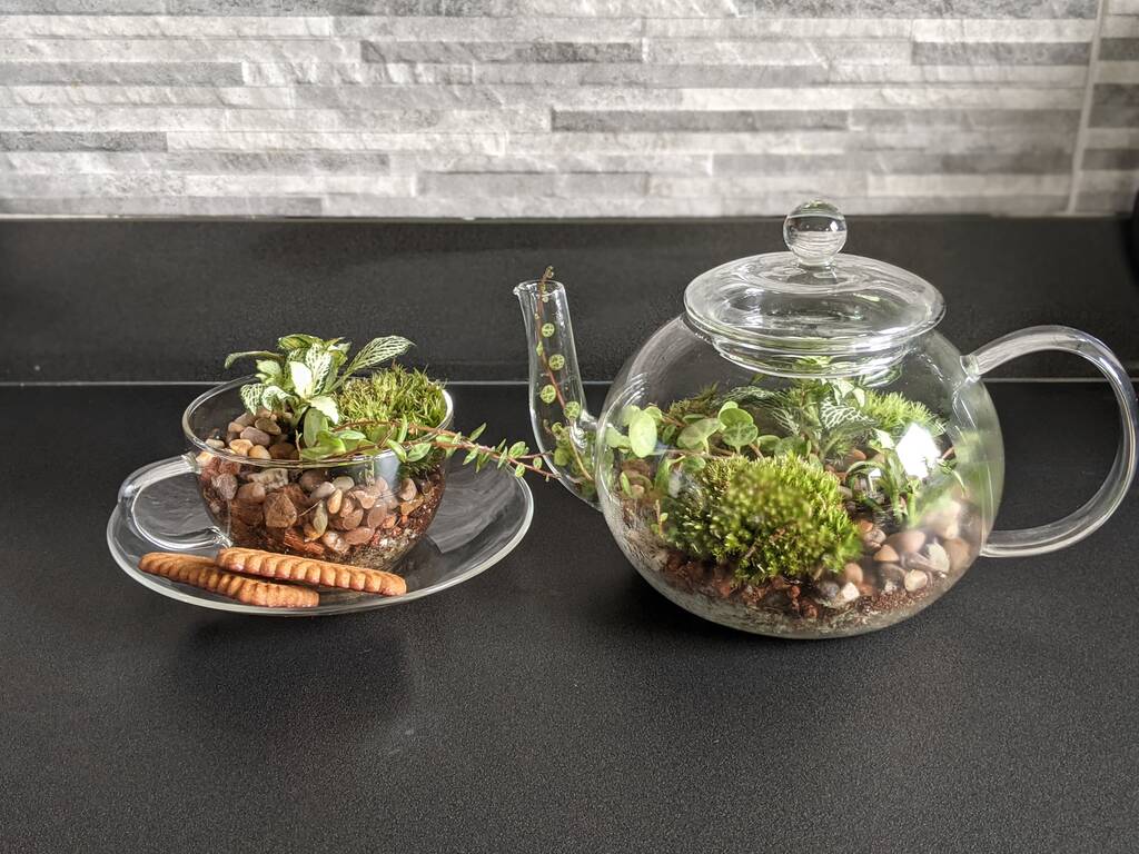 Diy Teapot Terrarium By DIY Terrariums
