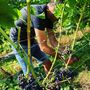 Guided Tour Of The Yorkshire Heart Vineyard Followed By Wine Tasting And Nibbles, thumbnail 4 of 4