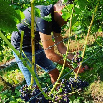 Guided Tour Of The Yorkshire Heart Vineyard Followed By Wine Tasting And Nibbles, 4 of 4