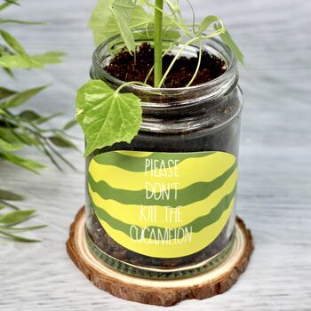 Personalised 'Don't Kill Me' Mini Melons Jar Grow Kit, 2 of 7