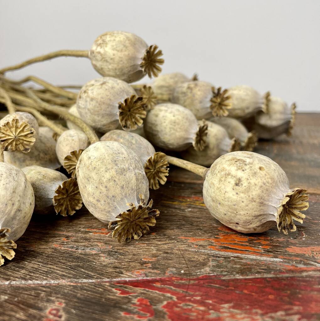 Natural Dried Poppy Stems Papaver Bunch, 1 of 2