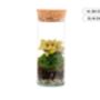 Closed Ready Made Terrarium | 'Seville', thumbnail 4 of 6