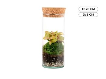 Closed Ready Made Terrarium | 'Seville', 4 of 6