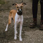 Funny Whippet Silhouette Dog Card, thumbnail 3 of 6